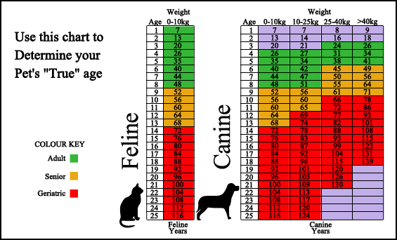 Pine Valley Animal Clinic - Surveillance Screening